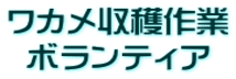 ワカメ収穫作業 ボランティア